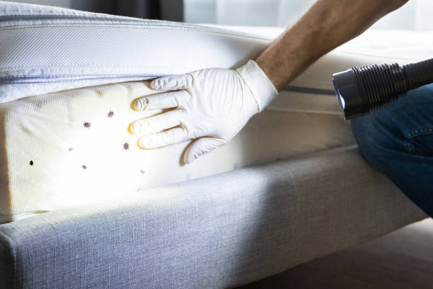 Best Bed Bug Extermination  in Benton, KY