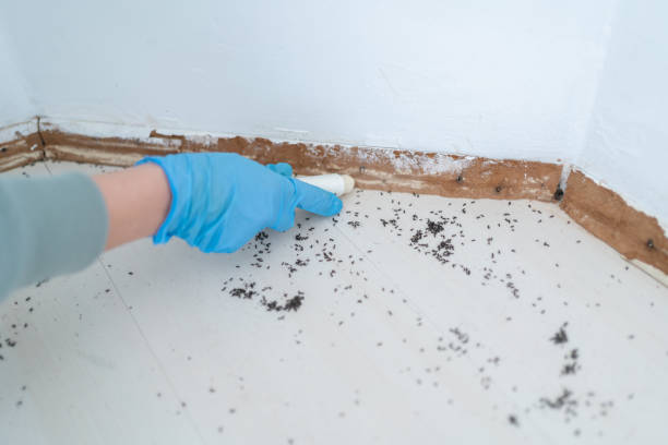 Best Flea Control Services  in Benton, KY